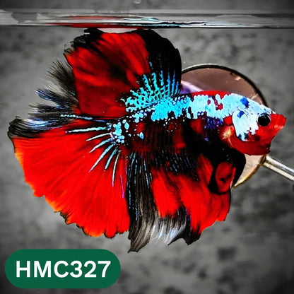 Multicolor Halfmoon Male Betta Fish | High Grade | Order Directly From Farm |  You Pick Fish |