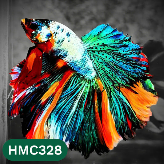 Multicolor Halfmoon Male Betta Fish | High Grade | Order Directly From Farm |  You Pick Fish |