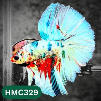 Multicolor Halfmoon Male Betta Fish | High Grade | Order Directly From Farm |  You Pick Fish |
