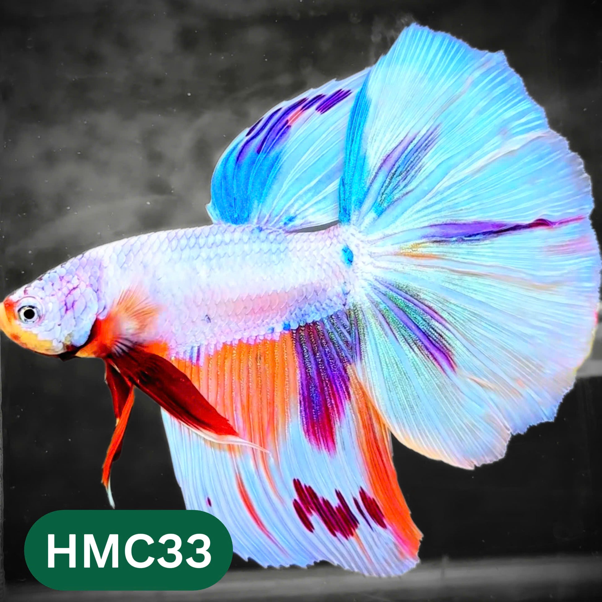 Multicolor Halfmoon Male Betta Fish | High Grade | Order Directly From Farm |  You Pick Fish |