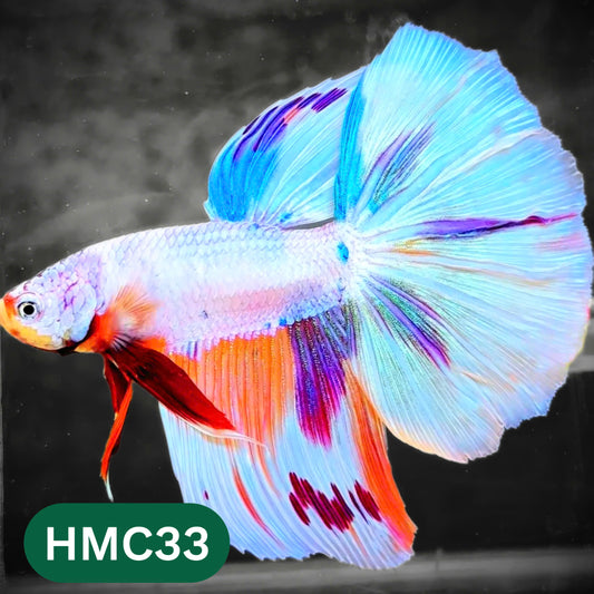 Multicolor Halfmoon Male Betta Fish | High Grade | Order Directly From Farm |  You Pick Fish |