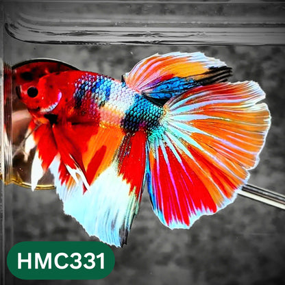 Multicolor Halfmoon Male Betta Fish | High Grade | Order Directly From Farm |  You Pick Fish |