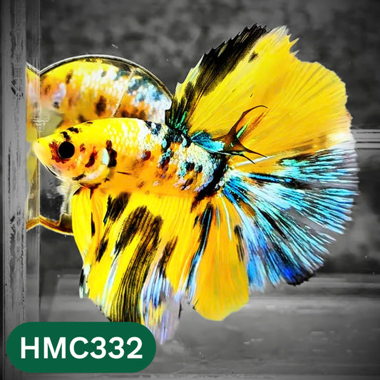 Multicolor Halfmoon Male Betta Fish | High Grade | Order Directly From Farm |  You Pick Fish |