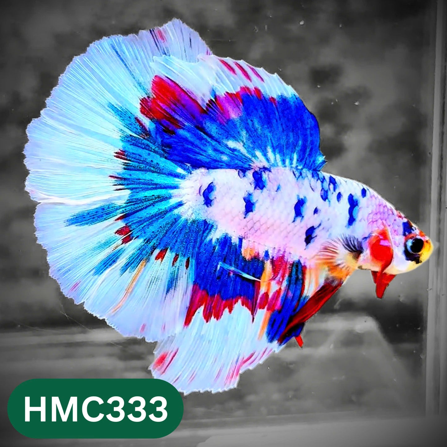 Multicolor Halfmoon Male Betta Fish | High Grade | Order Directly From Farm |  You Pick Fish |