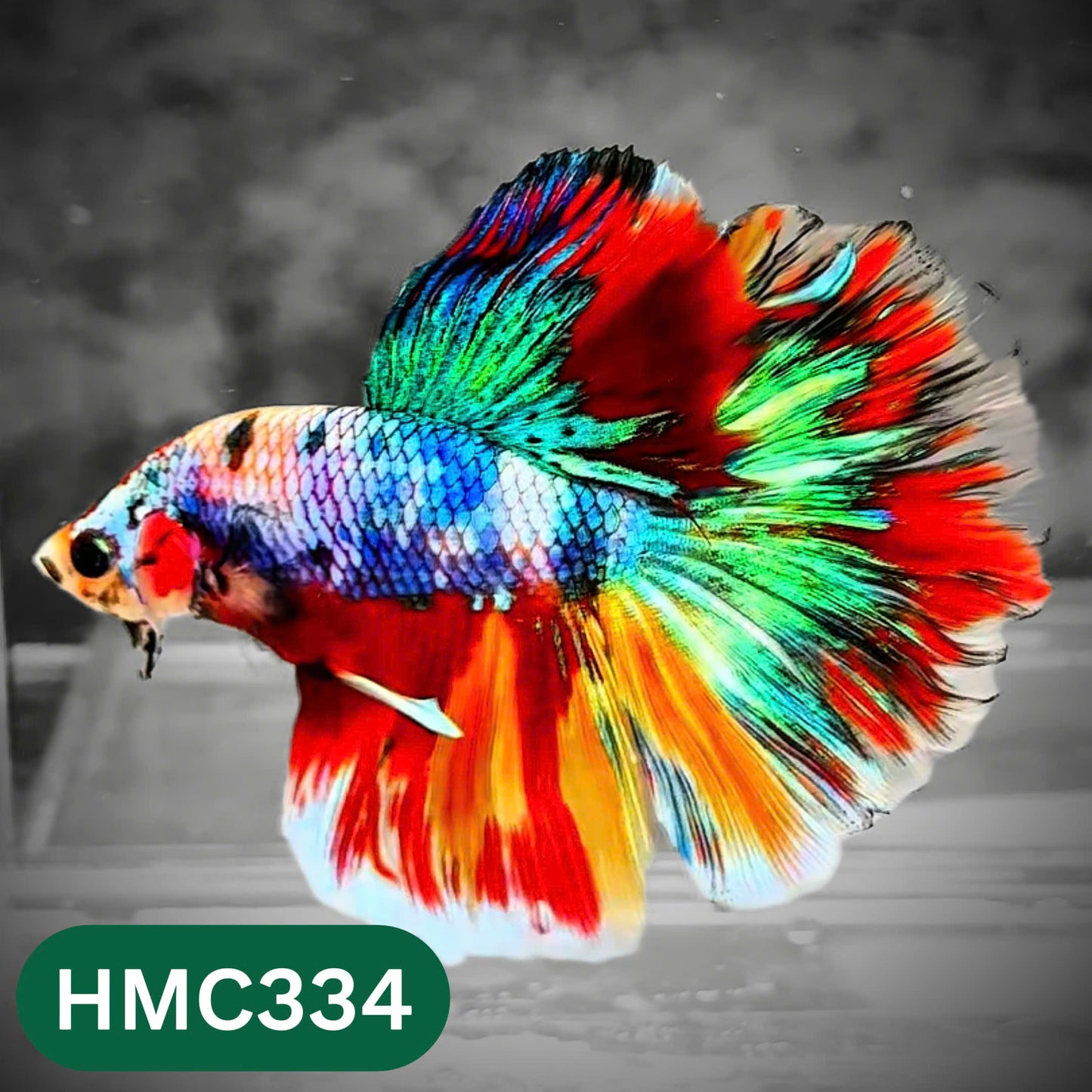 Multicolor Halfmoon Male Betta Fish | High Grade | Order Directly From Farm |  You Pick Fish |