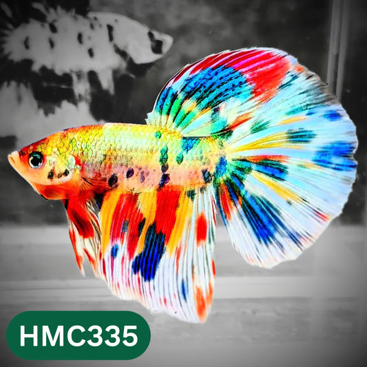 Multicolor Halfmoon Male Betta Fish | High Grade | Order Directly From Farm |  You Pick Fish |