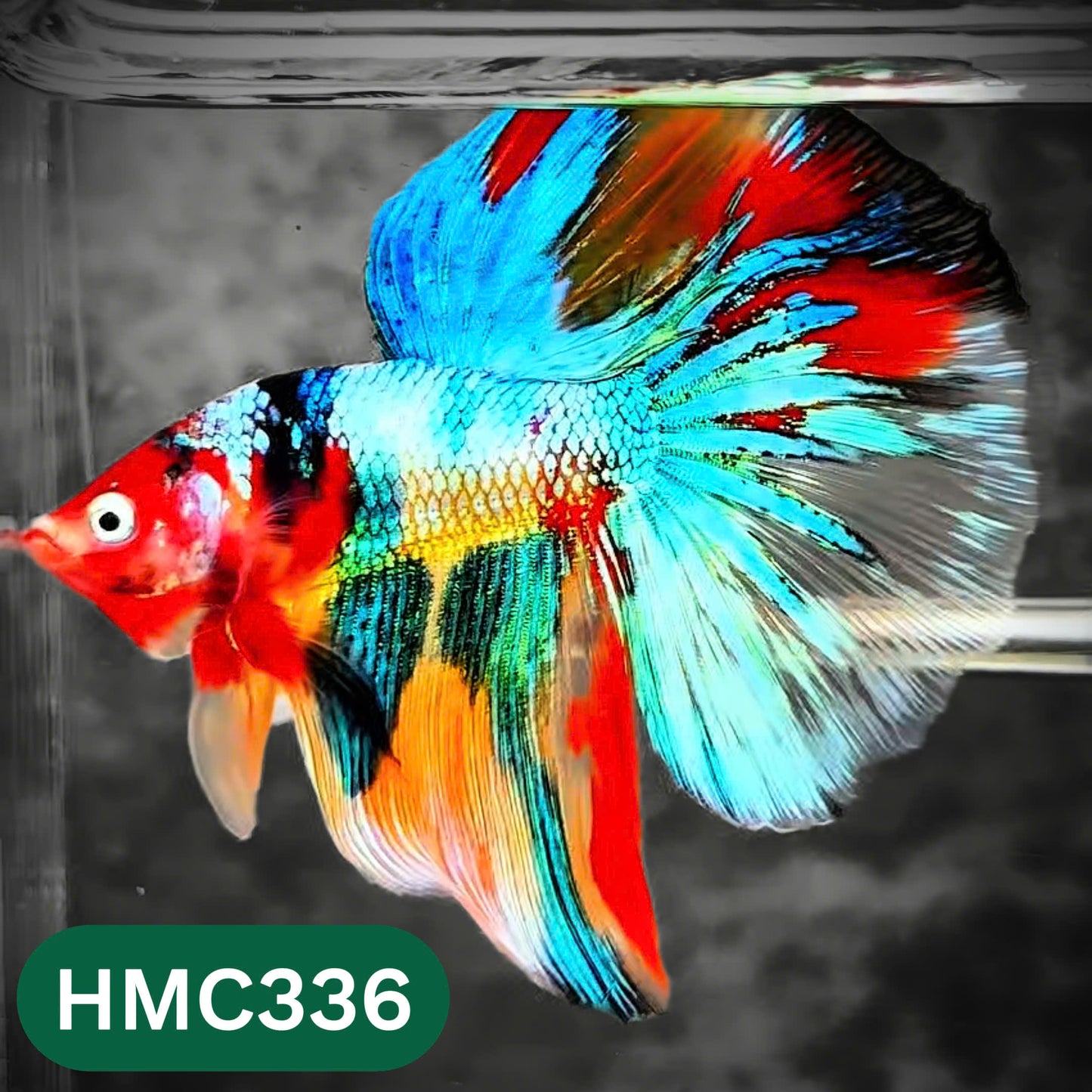 Multicolor Halfmoon Male Betta Fish | High Grade | Order Directly From Farm |  You Pick Fish |