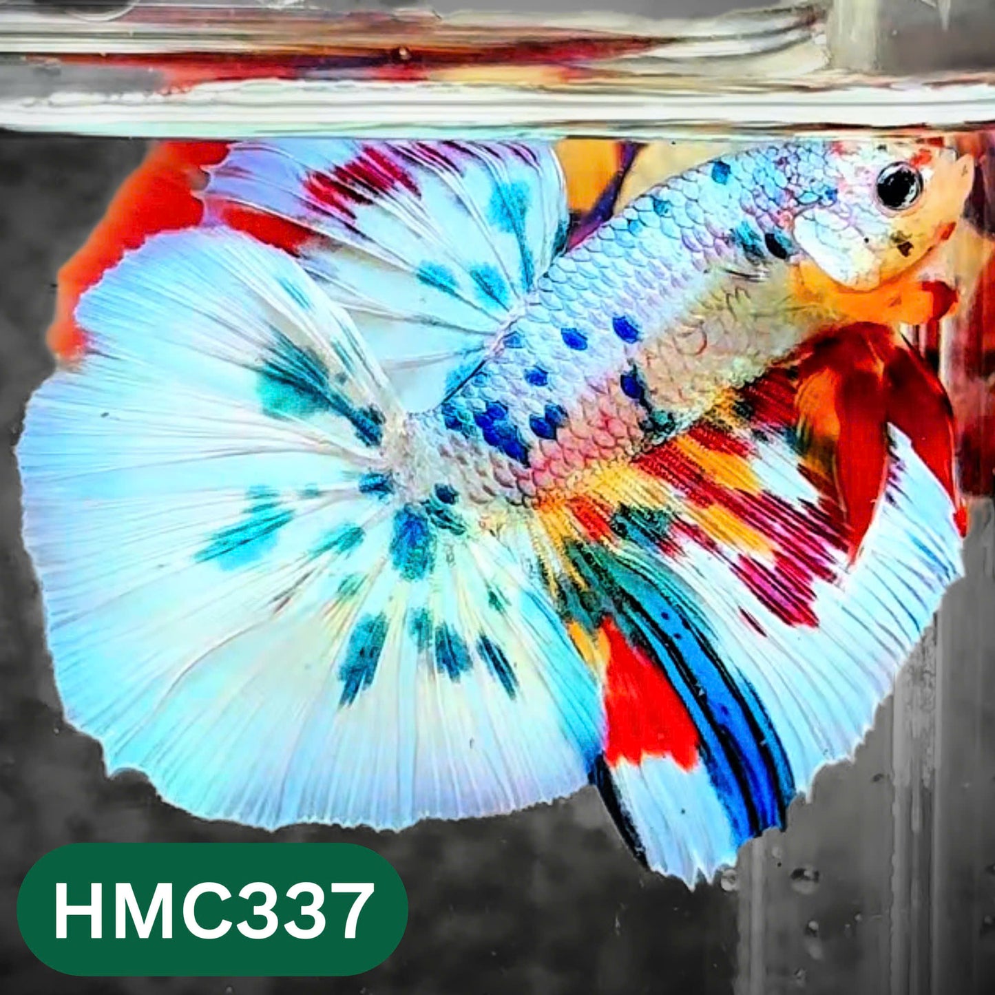 Multicolor Halfmoon Male Betta Fish | High Grade | Order Directly From Farm |  You Pick Fish |