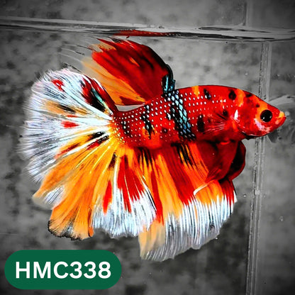 Multicolor Halfmoon Male Betta Fish | High Grade | Order Directly From Farm |  You Pick Fish |