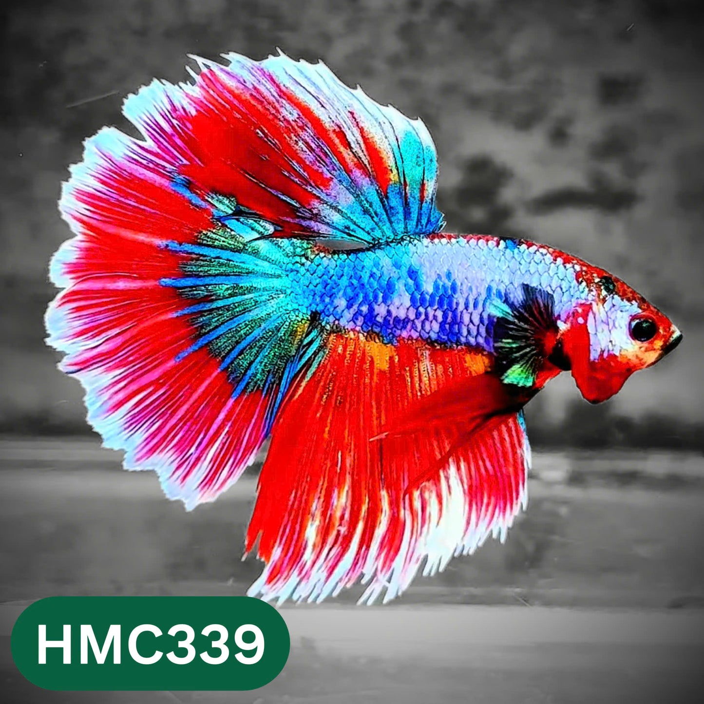 Multicolor Halfmoon Male Betta Fish | High Grade | Order Directly From Farm |  You Pick Fish |