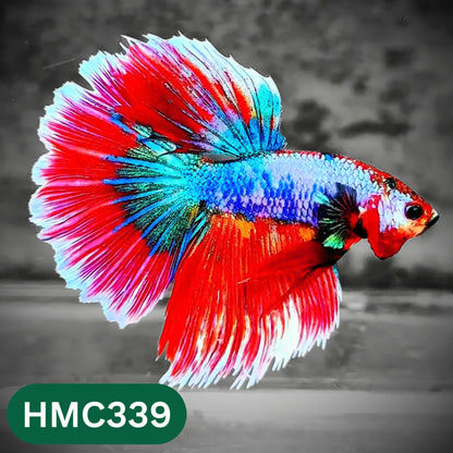 Multicolor Halfmoon Male Betta Fish | High Grade | Order Directly From Farm |  You Pick Fish |