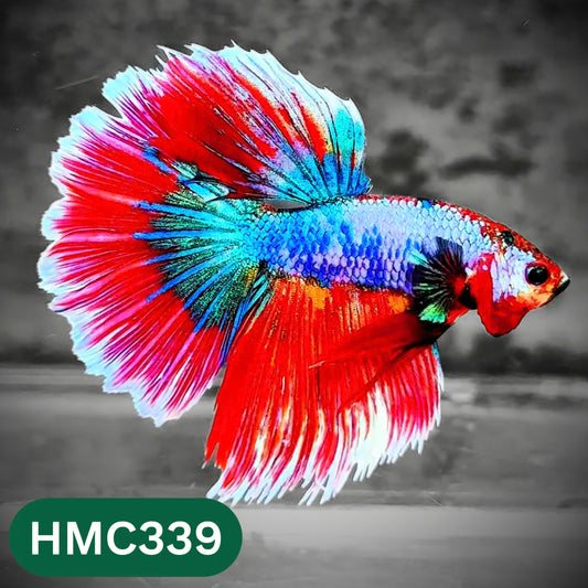 Multicolor Halfmoon Male Betta Fish | High Grade | Order Directly From Farm |  You Pick Fish |