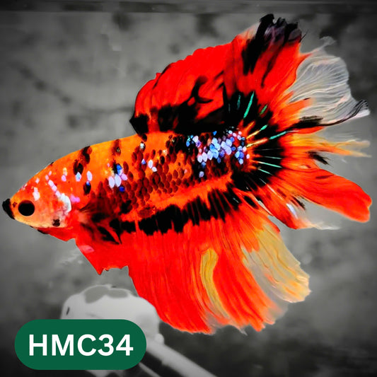 Multicolor Halfmoon Male Betta Fish | High Grade | Order Directly From Farm |  You Pick Fish |