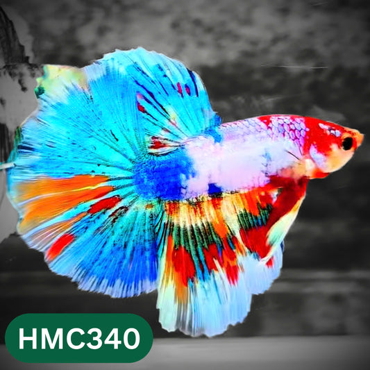 Multicolor Halfmoon Male Betta Fish | High Grade | Order Directly From Farm |  You Pick Fish |