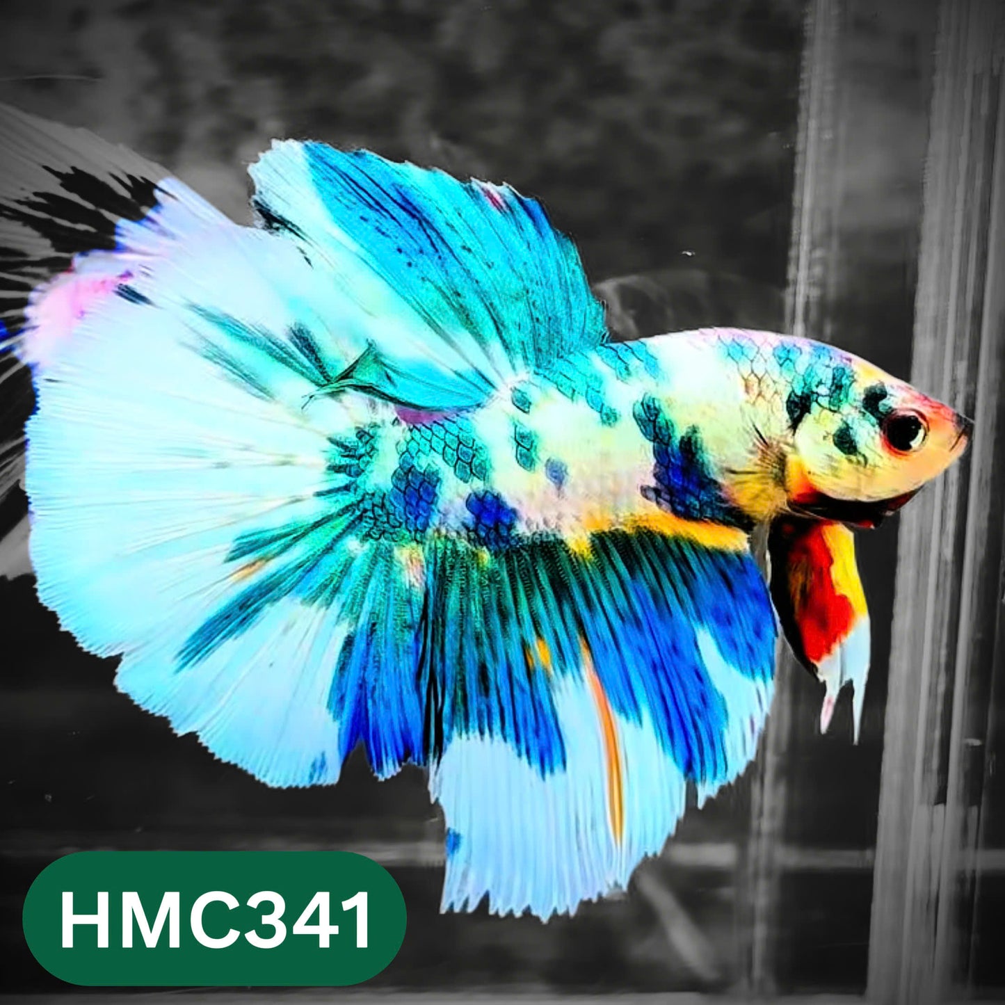 Multicolor Halfmoon Male Betta Fish | High Grade | Order Directly From Farm |  You Pick Fish |