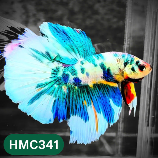 Multicolor Halfmoon Male Betta Fish | High Grade | Order Directly From Farm |  You Pick Fish |