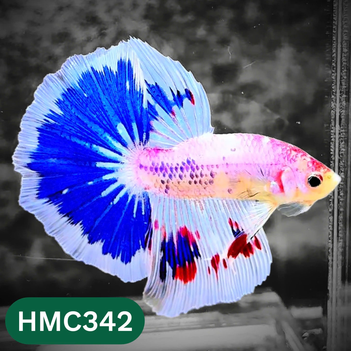 Multicolor Halfmoon Male Betta Fish | High Grade | Order Directly From Farm |  You Pick Fish |
