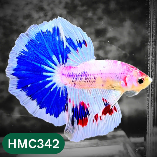 Multicolor Halfmoon Male Betta Fish | High Grade | Order Directly From Farm |  You Pick Fish |