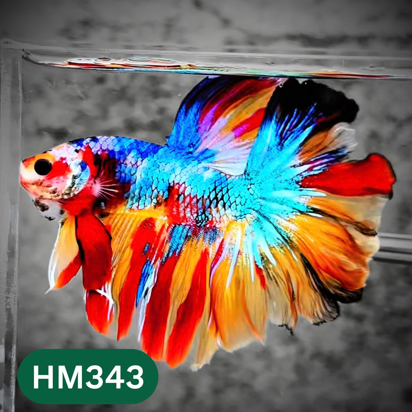 Multicolor Halfmoon Male Betta Fish | High Grade | Order Directly From Farm |  You Pick Fish |