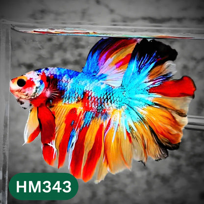 Multicolor Halfmoon Male Betta Fish | High Grade | Order Directly From Farm |  You Pick Fish |
