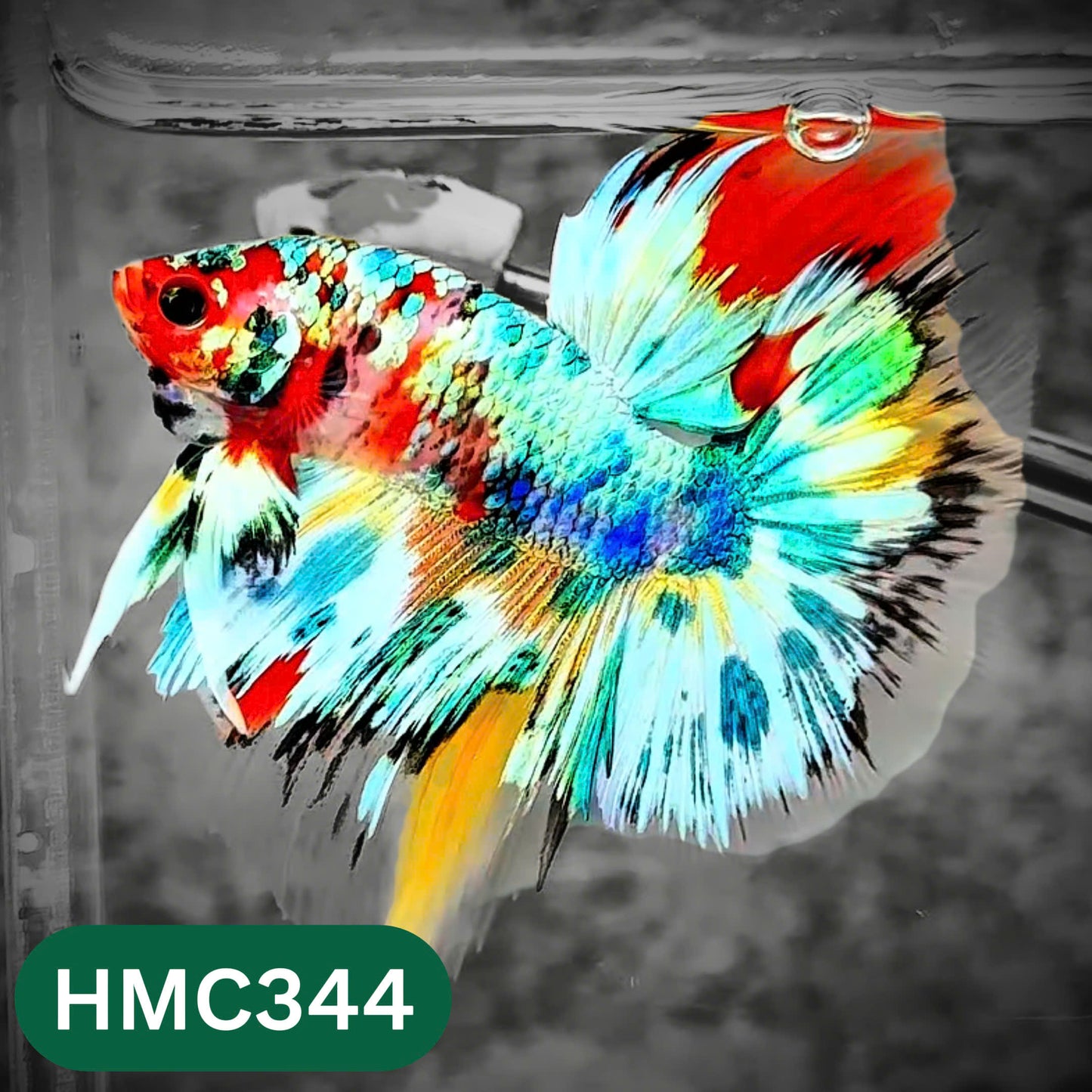 Multicolor Halfmoon Male Betta Fish | High Grade | Order Directly From Farm |  You Pick Fish |