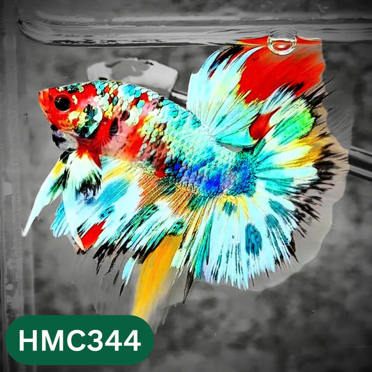 Multicolor Halfmoon Male Betta Fish | High Grade | Order Directly From Farm |  You Pick Fish |