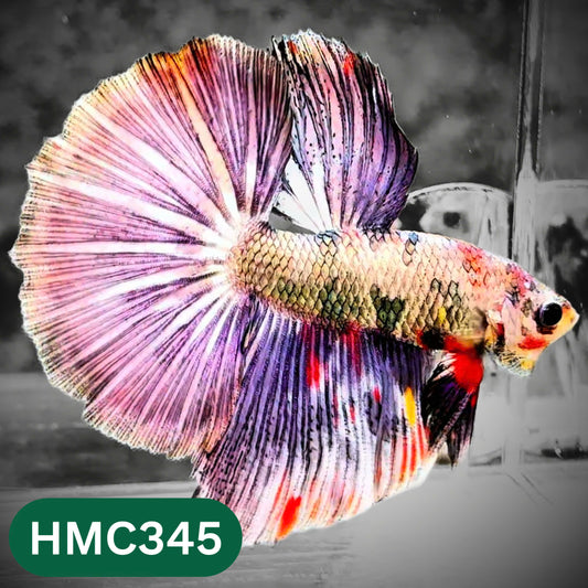 Multicolor Halfmoon Male Betta Fish | High Grade | Order Directly From Farm |  You Pick Fish |