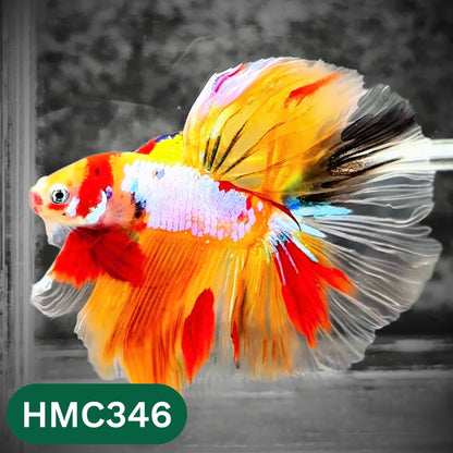 Multicolor Halfmoon Male Betta Fish | High Grade | Order Directly From Farm |  You Pick Fish |