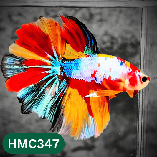 Multicolor Halfmoon Male Betta Fish | High Grade | Order Directly From Farm |  You Pick Fish |