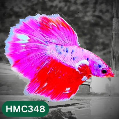 Multicolor Halfmoon Male Betta Fish | High Grade | Order Directly From Farm |  You Pick Fish |