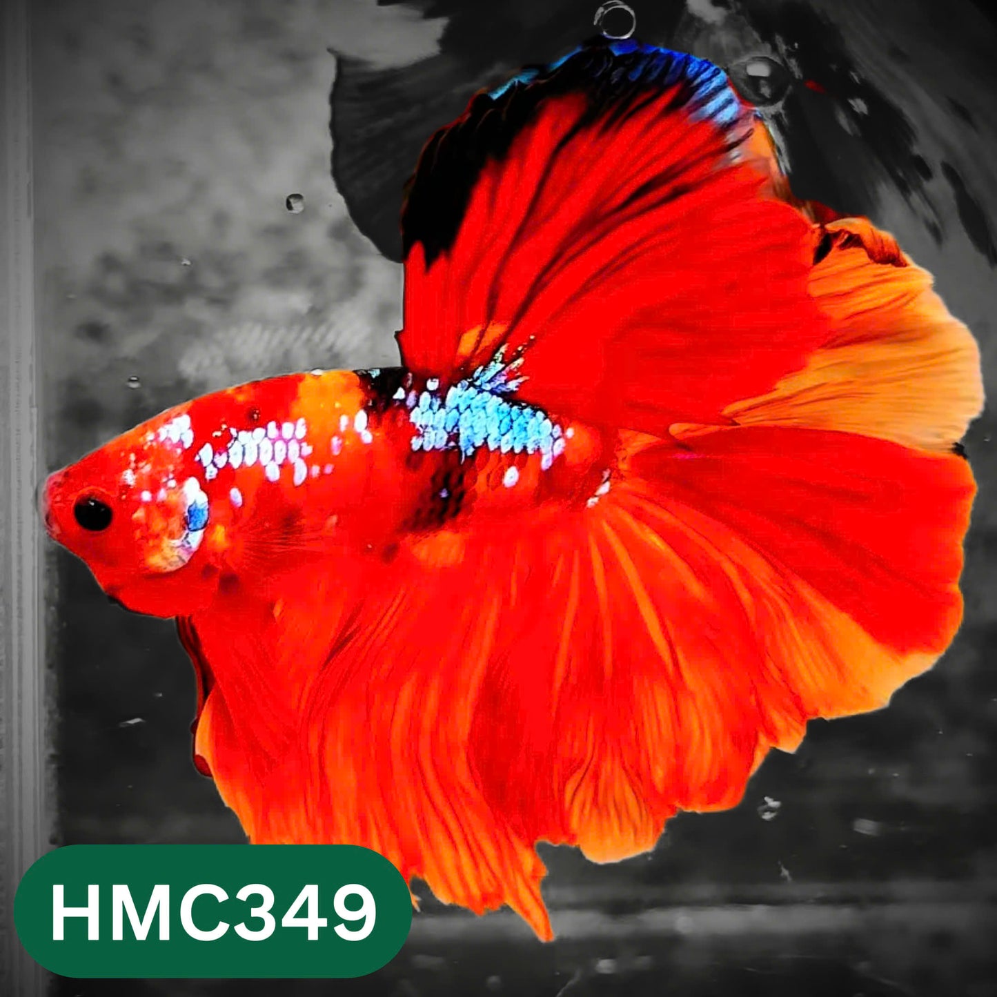 Multicolor Halfmoon Male Betta Fish | High Grade | Order Directly From Farm |  You Pick Fish |