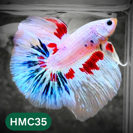 Multicolor Halfmoon Male Betta Fish | High Grade | Order Directly From Farm |  You Pick Fish |