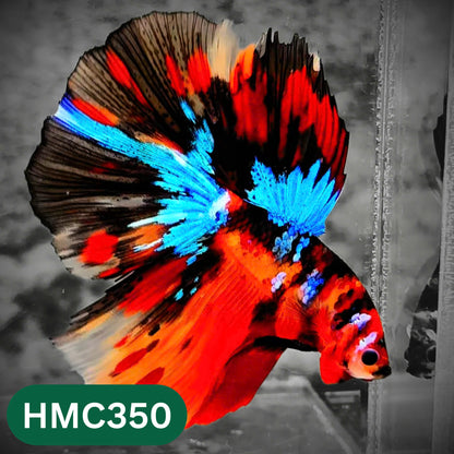 Multicolor Halfmoon Male Betta Fish | High Grade | Order Directly From Farm |  You Pick Fish |