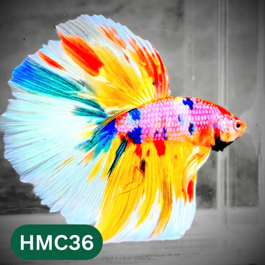 Multicolor Halfmoon Male Betta Fish | High Grade | Order Directly From Farm |  You Pick Fish |