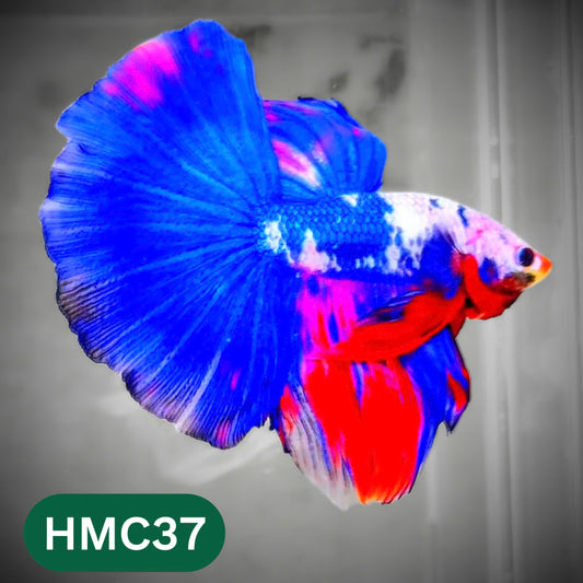 Multicolor Halfmoon Male Betta Fish | High Grade | Order Directly From Farm |  You Pick Fish |