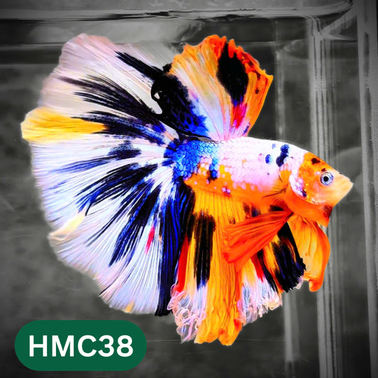 Multicolor Halfmoon Male Betta Fish | High Grade | Order Directly From Farm |  You Pick Fish |