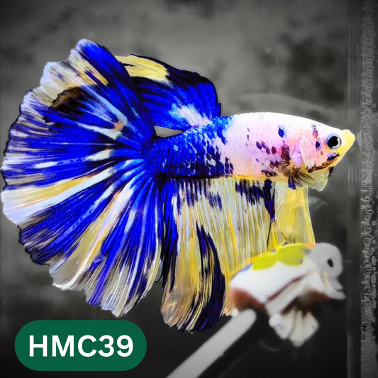 Multicolor Halfmoon Male Betta Fish | High Grade | Order Directly From Farm |  You Pick Fish |