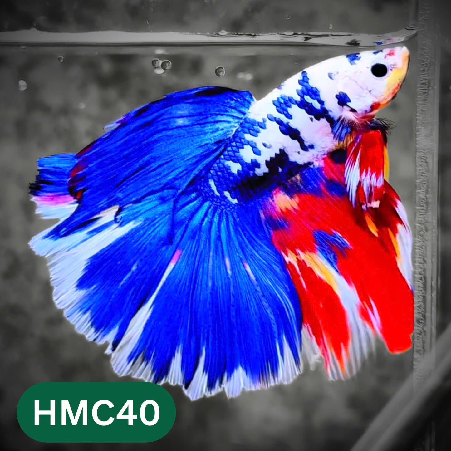Multicolor Halfmoon Male Betta Fish | High Grade | Order Directly From Farm |  You Pick Fish |