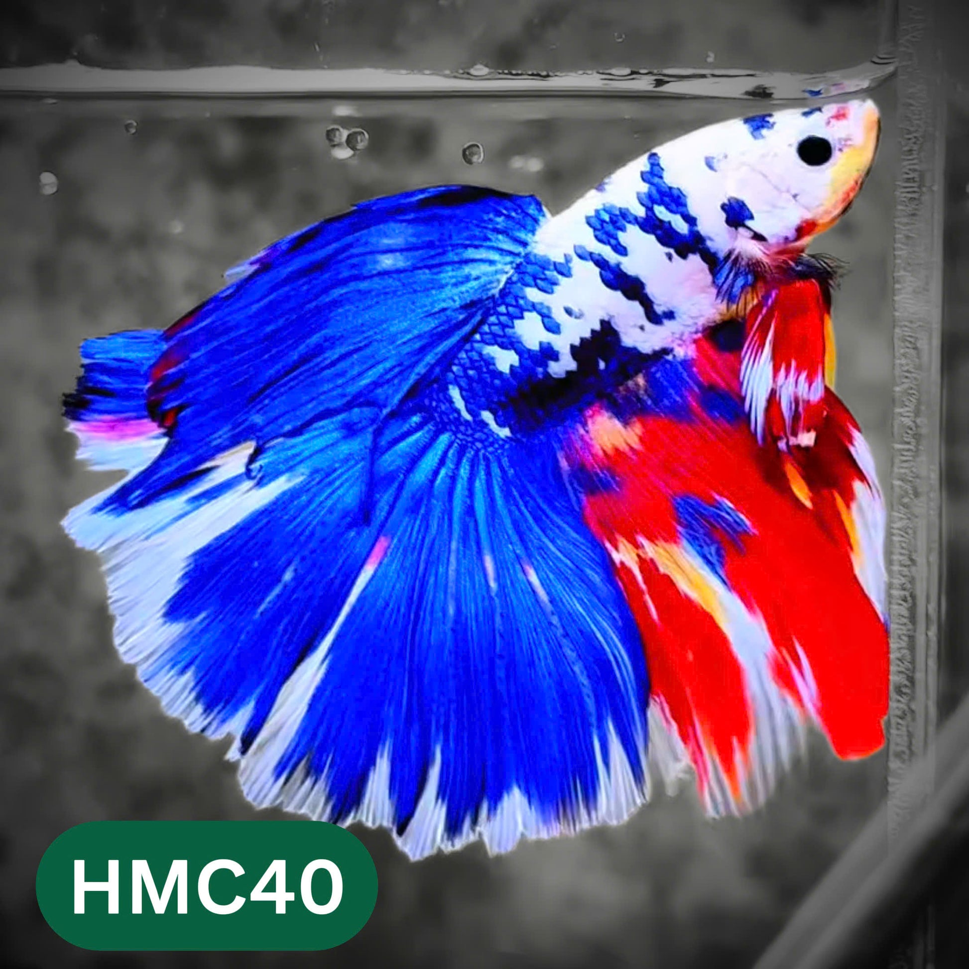 Multicolor Halfmoon Male Betta Fish | High Grade | Order Directly From Farm |  You Pick Fish |