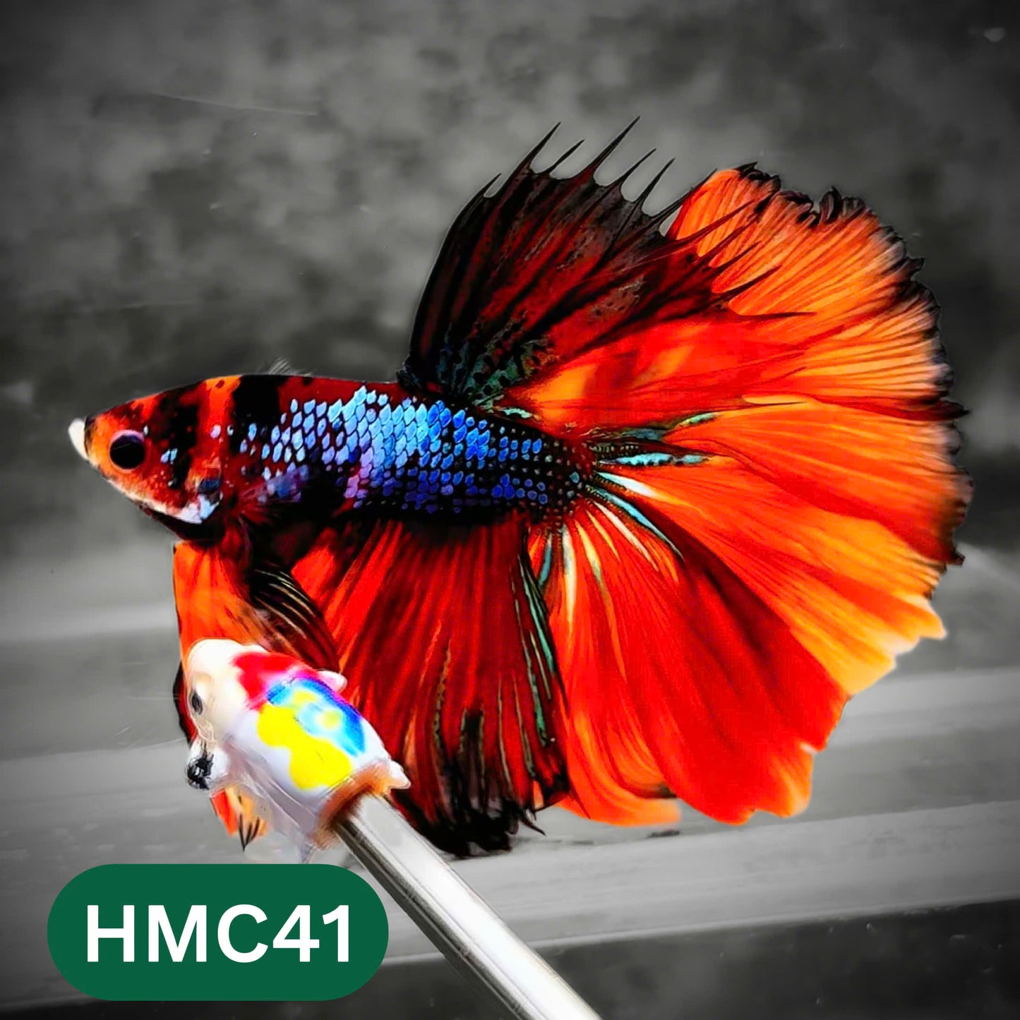 Multicolor Halfmoon Male Betta Fish | High Grade | Order Directly From Farm |  You Pick Fish |