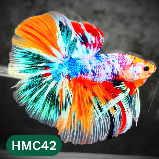 Multicolor Halfmoon Male Betta Fish | High Grade | Order Directly From Farm |  You Pick Fish |