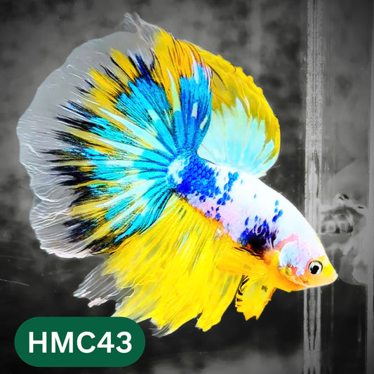 Multicolor Halfmoon Male Betta Fish | High Grade | Order Directly From Farm |  You Pick Fish |