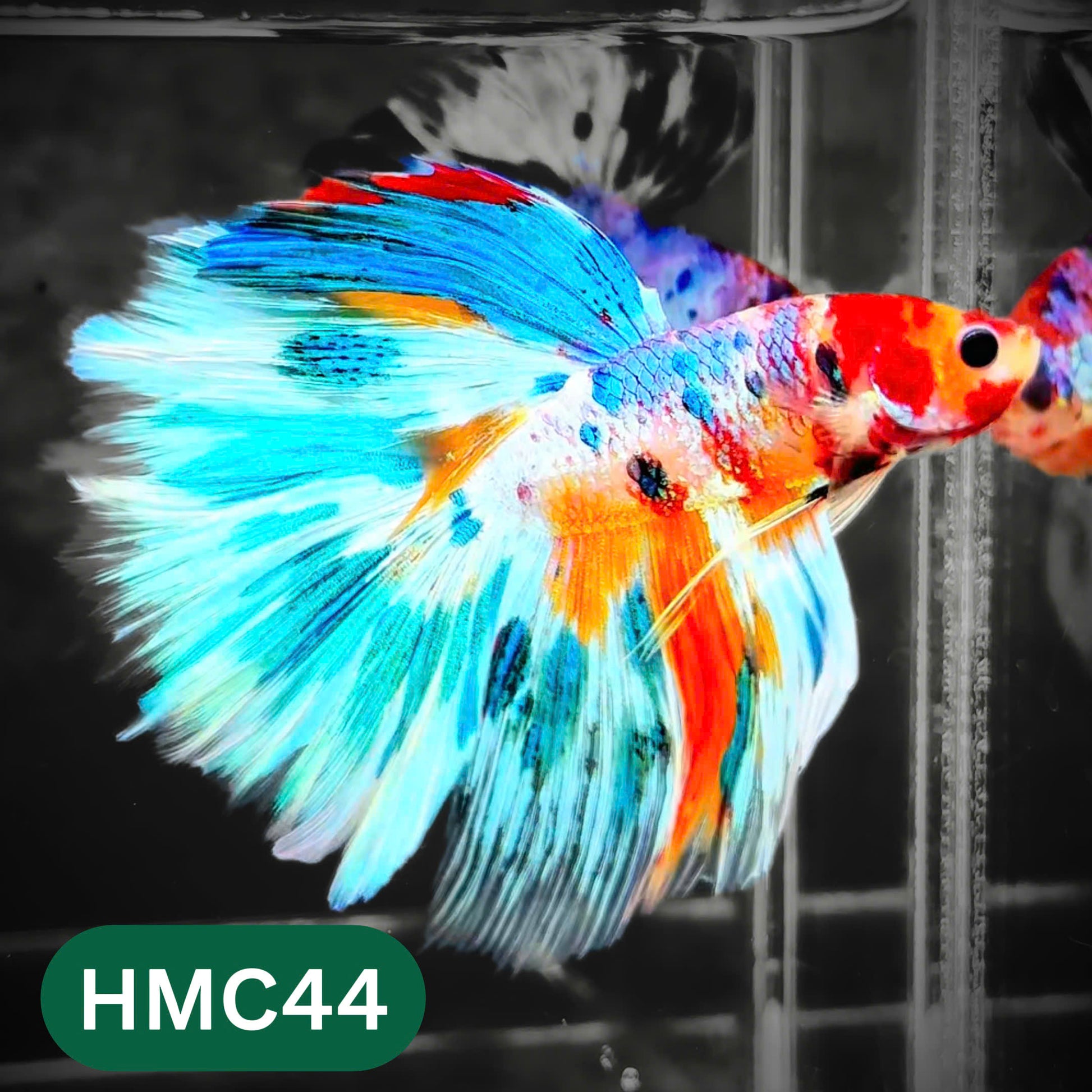 Multicolor Halfmoon Male Betta Fish | High Grade | Order Directly From Farm |  You Pick Fish |