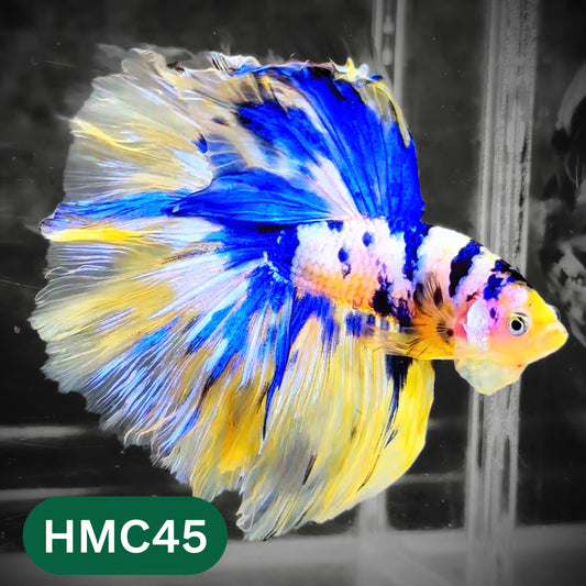 Multicolor Halfmoon Male Betta Fish | High Grade | Order Directly From Farm |  You Pick Fish |