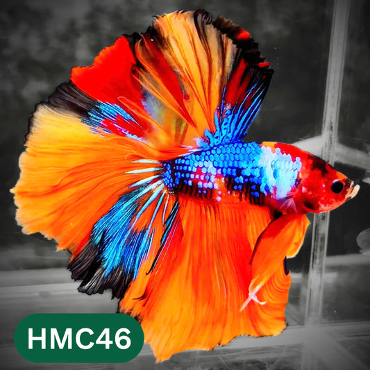 Multicolor Halfmoon Male Betta Fish | High Grade | Order Directly From Farm |  You Pick Fish |