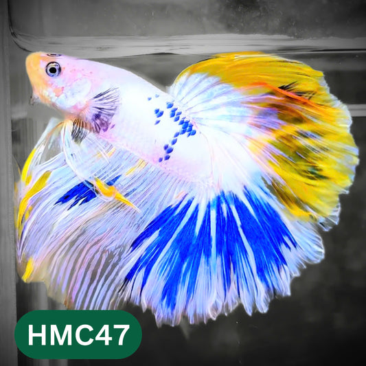Multicolor Halfmoon Male Betta Fish | High Grade | Order Directly From Farm |  You Pick Fish |