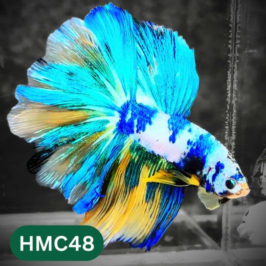 Multicolor Halfmoon Male Betta Fish | High Grade | Order Directly From Farm |  You Pick Fish |