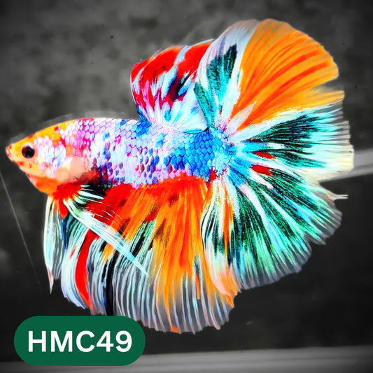 Multicolor Halfmoon Male Betta Fish | High Grade | Order Directly From Farm |  You Pick Fish |