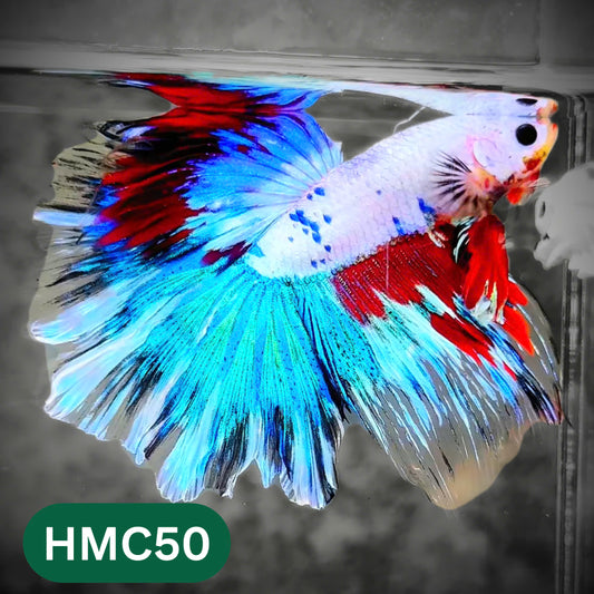 Multicolor Halfmoon Male Betta Fish | High Grade | Order Directly From Farm |  You Pick Fish |