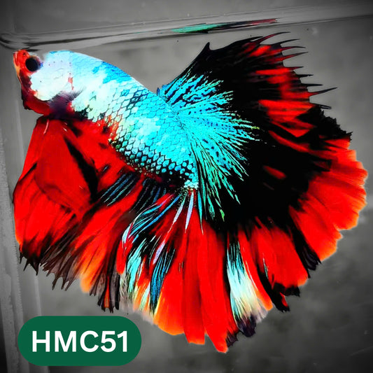 Multicolor Halfmoon Male Betta Fish | High Grade | Order Directly From Farm |  You Pick Fish |